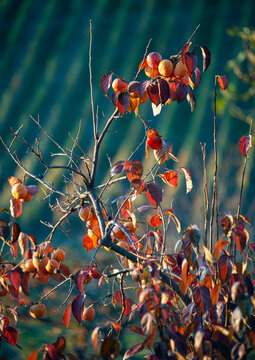 Diospyros kaki tree with ripe fruits. Autumn foliage landscape with blurred vineyard in the background.