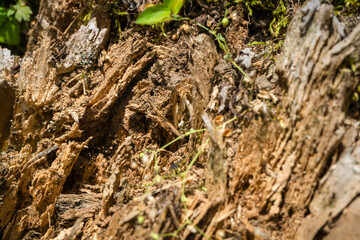Tree bark close up texture background