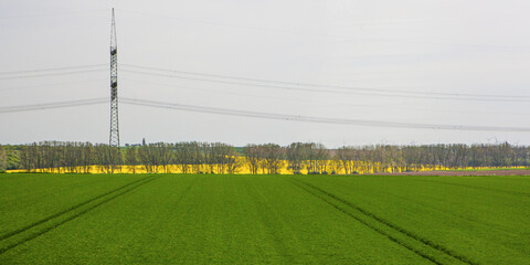 Rapeseed whit electric poles