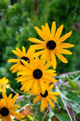 Macro photography of yellow rudbeckia flowers (coneflowers)