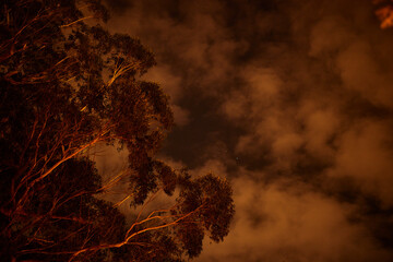 Fuego, ramas de un árbol y el cielo en la noche