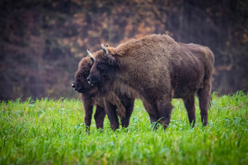 Obraz na płótnie Canvas impressive giant wild bison grazing peacefully in the autumn scenery