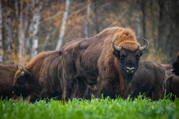 
impressive giant wild bison grazing peacefully in the autumn scenery