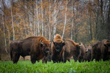  impressive giant wild bison grazing peacefully in the autumn scenery © Magdalena
