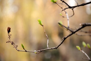 branches with buds in spring