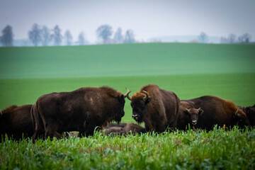
impressive giant wild bison grazing peacefully in the autumn scenery