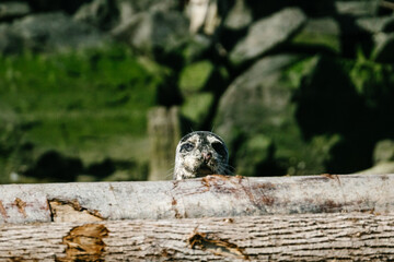 Straight on portrait of a young harbor seal looking over a log pile