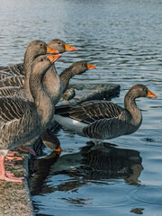 Bandada de patos grises y pico naranja a punto de saltar juntos al lago de Hyde Park en Londres 