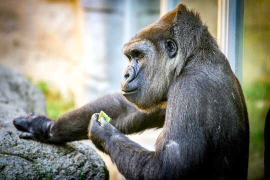 Gorila comiendo
