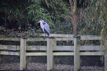 The grey heron is a long-legged predatory wading bird native to temperate Europe Asia and parts of...