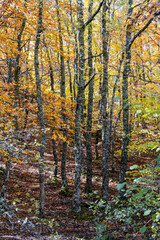 Fototapeta premium Tejeda de Tosande. Fuentes Carrionas Natural Park, Fuente Cobre- Palentina Mountain. Palencia, Spain