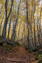 Tejeda de Tosande. Fuentes Carrionas Natural Park, Fuente Cobre- Palentina Mountain. Palencia,  Spain