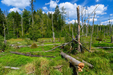 destroyed trees in the forest