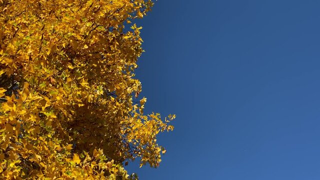 Autumn yellow leaves on maple tree of blue sky background. Still camera view. 4K.