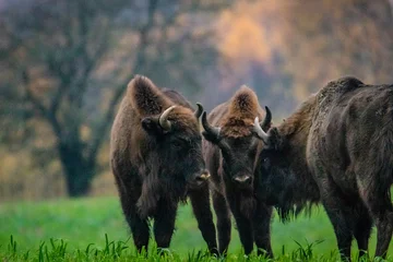 Fotobehang indrukwekkende gigantische wilde bizons die vredig grazen in het herfstlandschap © Magdalena