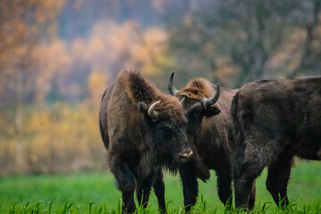 
impressive giant wild bison grazing peacefully in the autumn scenery