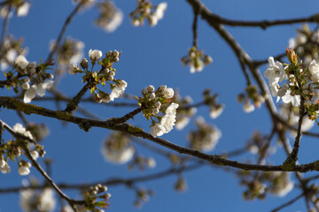 Cherry tree blooming in spring