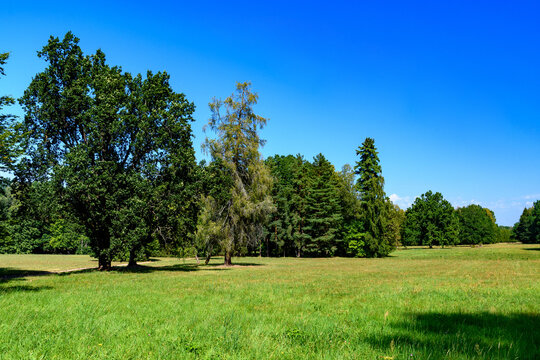 zielona łąka i grupy drzew