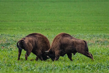 Fototapeta na wymiar impressive giant wild bison grazing peacefully in the autumn scenery