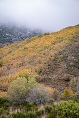 Pardomino Forest, Picos de Europa Regional Park, Bo&ntilde;ar, Castilla-Leon, Spain
