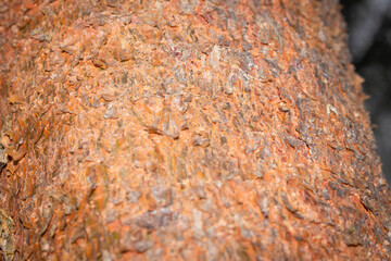 Tree bark close up texture background