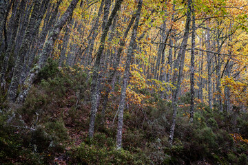 Pardomino Forest, Picos de Europa Regional Park, Boñar, Castilla-Leon, Spain