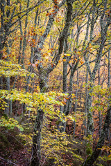 Pardomino Forest, Picos de Europa Regional Park, Boñar, Castilla-Leon, Spain