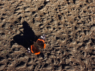 Butterfly Nymphalidae in sunlight, from it the shadow falls on the asphalt