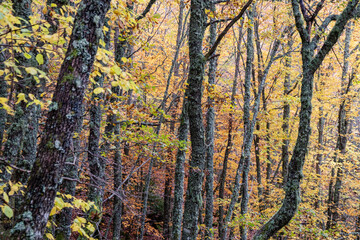 Pardomino Forest, Picos de Europa Regional Park, Boñar, Castilla-Leon, Spain