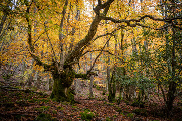 Pardomino Forest, Picos de Europa Regional Park, Boñar, Castilla-Leon, Spain