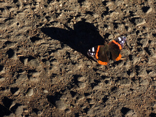 Butterfly Nymphalidae in sunlight, from it the shadow falls on the asphalt