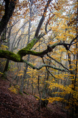 Pardomino Forest, Picos de Europa Regional Park, Boñar, Castilla-Leon, Spain