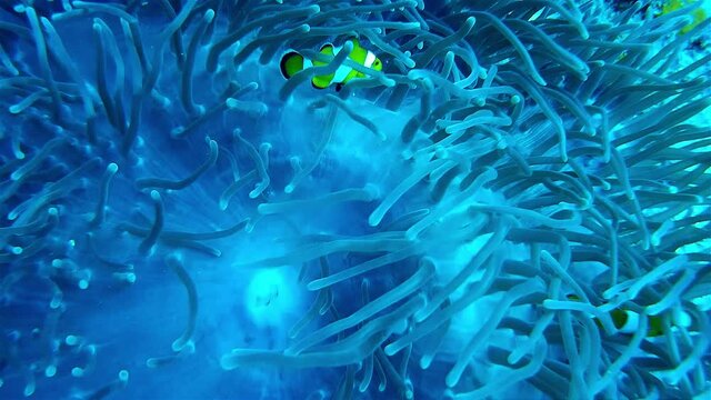 Clownfish around Anemone, Thailand
Close up shot underwater, Thailand
