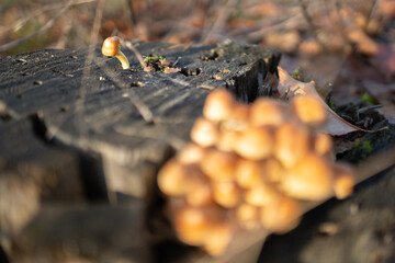 samotny mały grzyb na pieńku © rpetryk