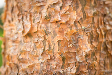 Tree bark close up texture background