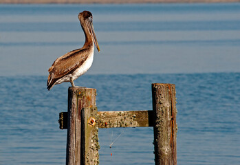 Brown Pelican 