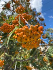 Orange rowan in autumn