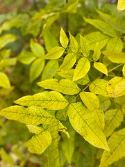 Yellow leaves of trees in autumn