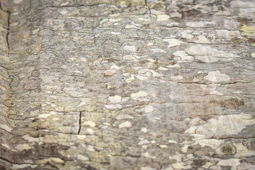 Tree bark close up texture background