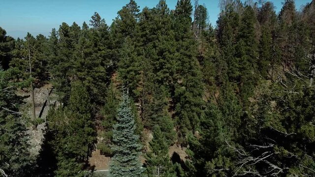 4k drone Beautiful tree in Mount Lemmon in Arizona 