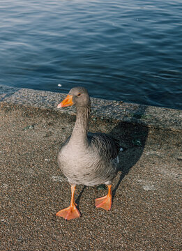 Pato gris y pico naranja andando tras de salir del agua