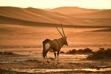 An oryx walking in on sand