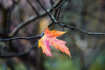 Alone autumn leaf of silver maple on twig, nature background