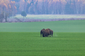 
impressive giant wild bison grazing peacefully in the autumn scenery