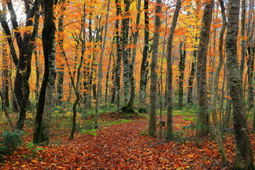 紅葉の桃洞渓谷