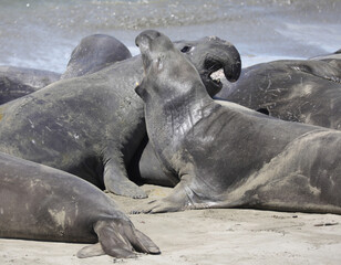 Robben / See-Elefanten an der Küstenstraße (USA / San Simeon)
