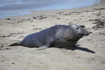 Robben / See-Elefanten an der K&uuml;stenstra&szlig;e (USA / San Simeon)

