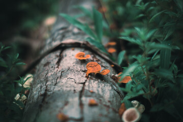 mushrooms in the forest, background. Indonesia