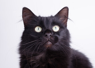 Portrait of a Gorgeous fluffy black cat with bright yellow eyes.