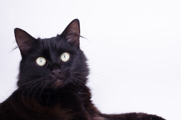 Portrait of a Gorgeous fluffy black cat with bright yellow eyes.